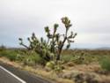 Hwy. 93 N. and Joshua National Forest