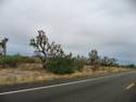 Hwy. 93 N. and Joshua National Forest