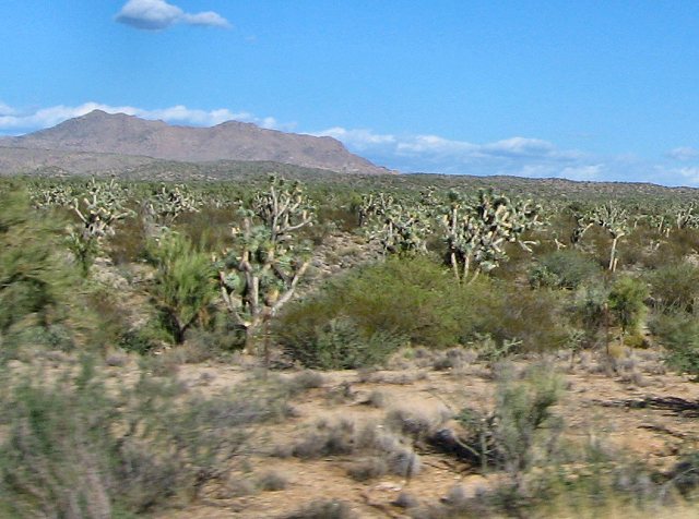 Hwy. 93 N. and Joshua National Forest