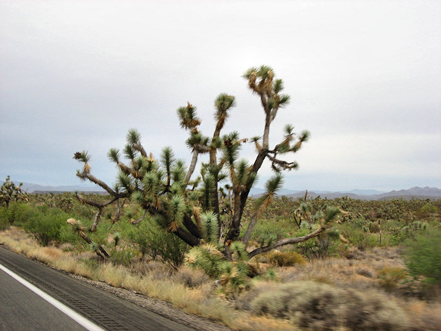 Hwy. 93 N. and Joshua National Forest