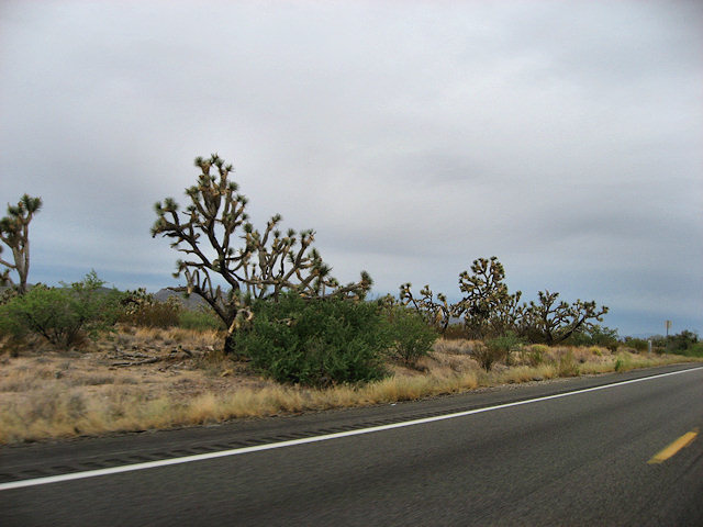 Hwy. 93 N. and Joshua National Forest
