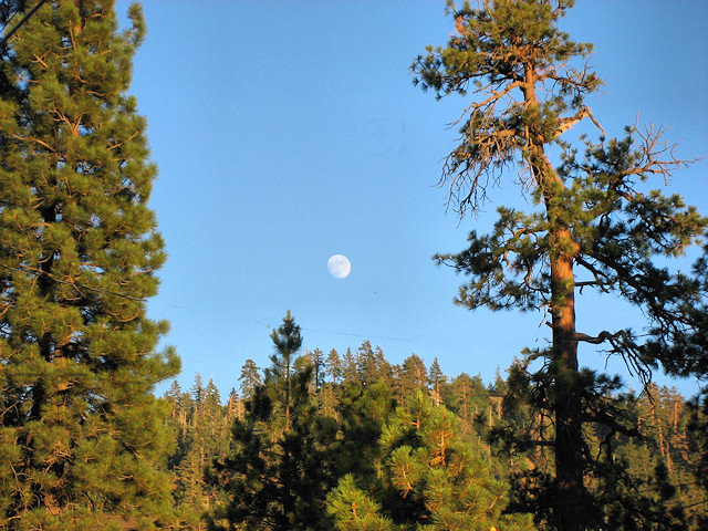 Moon above the pines.