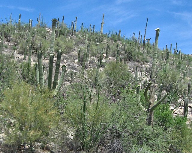 Sky Island Scenic Byway on Catalina Hwy. to Mt. Lemmon