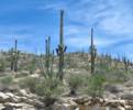 Sky Island Scenic Byway on Catalina Hwy. to Mt. Lemmon