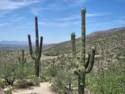 Sky Island Scenic Byway on Catalina Hwy. to Mt. Lemmon