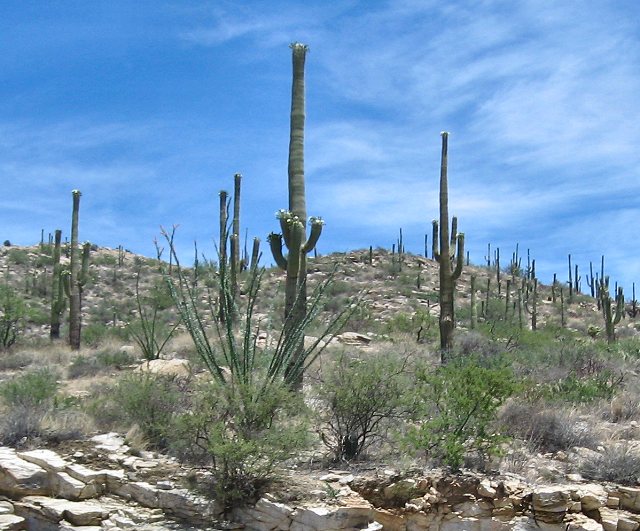 Sky Island Scenic Byway on Catalina Hwy. to Mt. Lemmon