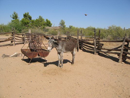 Pioneer Donkey