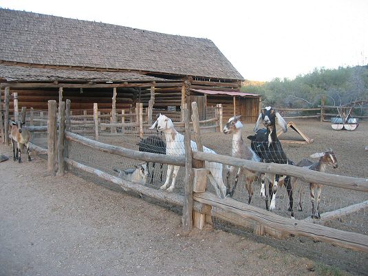 Barnyard With Goats