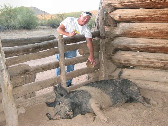 The 600 Pound Pig