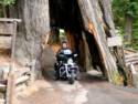 Redwoods, CA