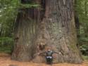 Redwoods, CA