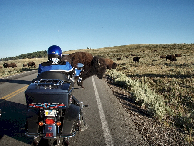 Buffalo