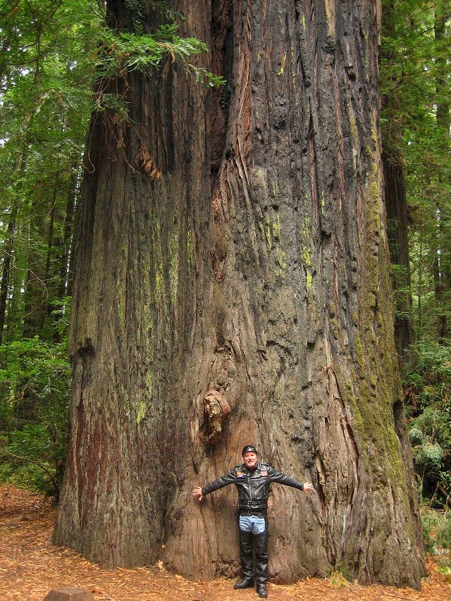 Redwoods, CA