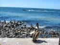 Scenes From Rocky Point