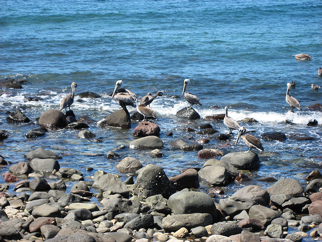 Scenes From Rocky Point