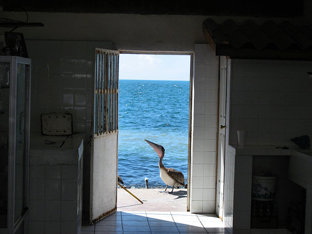 Scenes From Rocky Point
