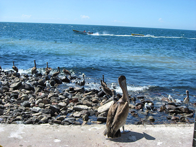 Scenes From Rocky Point