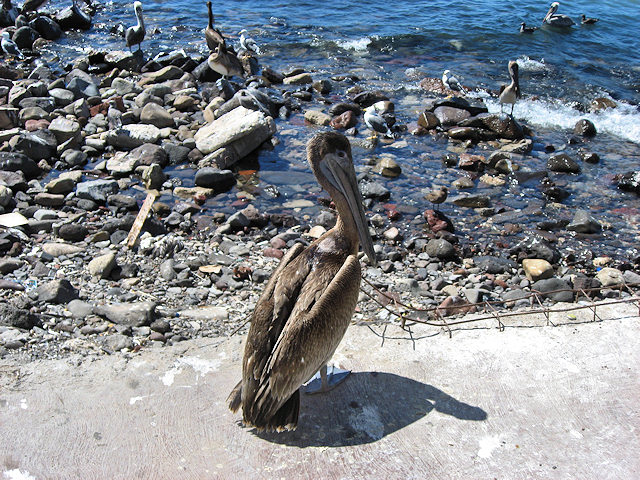 Scenes From Rocky Point