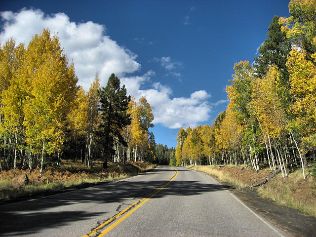 The Aspens Changing Colors at Snowbowl