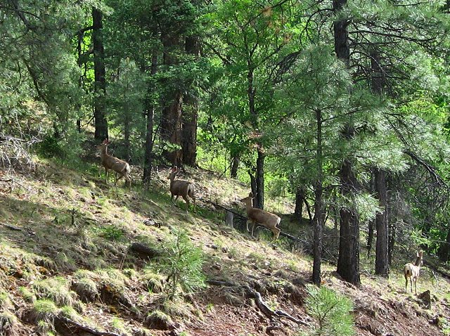 Deer on Trail of the Mountain Spirits National Scenic Byway