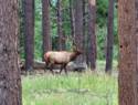 Elk Near Flagstaff