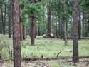 Elk Near Flagstaff