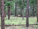 Elk Near Flagstaff