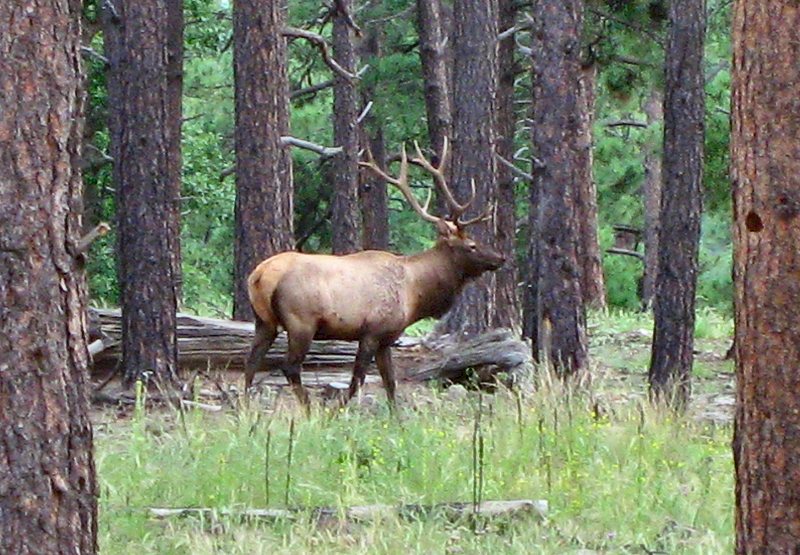 Elk Near Flagstaff