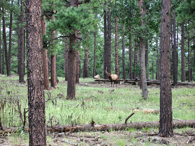 Elk Near Flagstaff