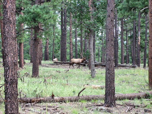 Elk Near Flagstaff
