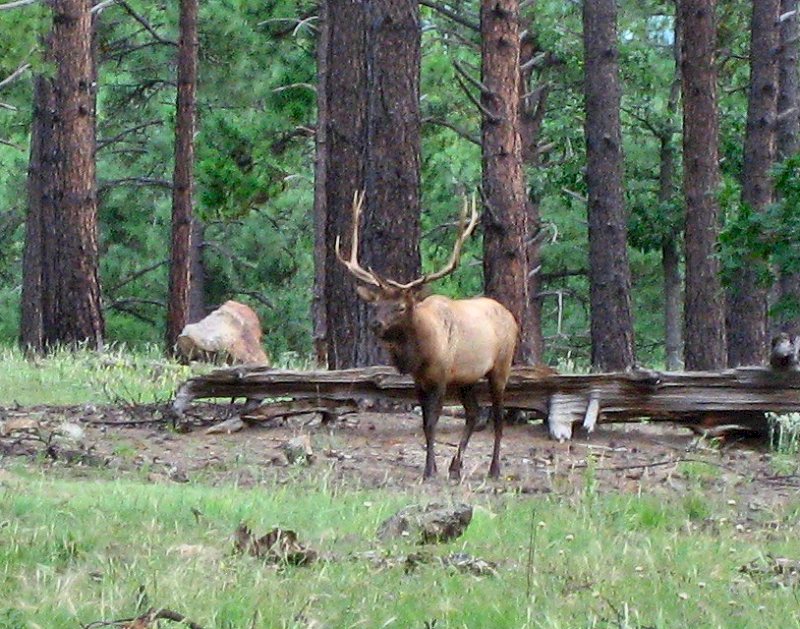 Elk Near Flagstaff