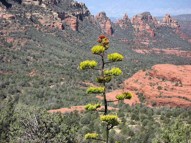 View From Schnebly Hill Rd.