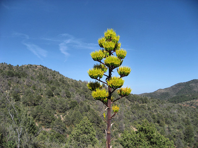 89A Mingus Mountain