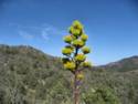 89A Mingus Mountain