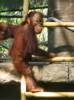 Kasih the Baby Bornean Orangutan at Phoenix Zoo