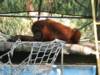 Bornean Orangutan at Phoenix Zoo