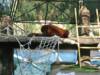 Bornean Orangutan at Phoenix Zoo