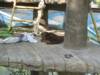 Bornean Orangutan at Phoenix Zoo