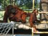 Bornean Orangutan at Phoenix Zoo