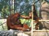 Bornean Orangutan at Phoenix Zoo
