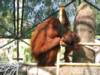 Bornean Orangutan at Phoenix Zoo