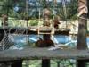Bornean Orangutan at Phoenix Zoo