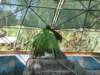 Bornean Orangutan at Phoenix Zoo