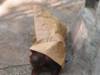 Kasih the Baby Bornean Orangutan at Phoenix Zoo