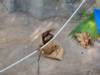 Kasih the Baby Bornean Orangutan at Phoenix Zoo