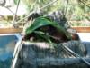 Bornean Orangutan at Phoenix Zoo