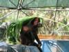 Bornean Orangutan at Phoenix Zoo