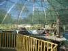 Bornean Orangutan at Phoenix Zoo