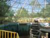 Bornean Orangutan at Phoenix Zoo