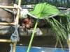 Bornean Orangutan at Phoenix Zoo